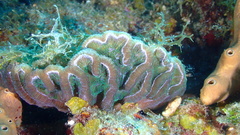 Mycetophyllia