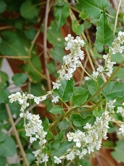 Fallopia baldschuanica