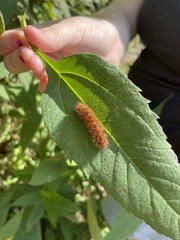 Pyrrharctia isabella