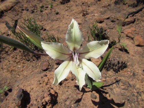 Image of Gladiolus grandiflorus by (c) douglaseustonbrown, some rights reserved (CC BY-SA)