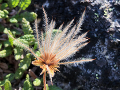 Dryas ajanensis