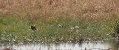 Actophilornis africanus