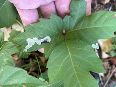 Cameraria guttifinitella