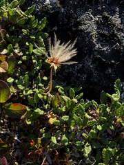 Dryas ajanensis