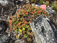 Potentilla elegans