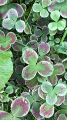 Trifolium repens