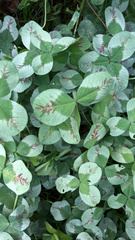 Trifolium repens