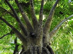 Sphaeropteris