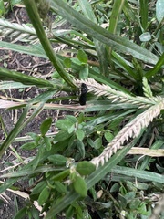 Cicadellinae