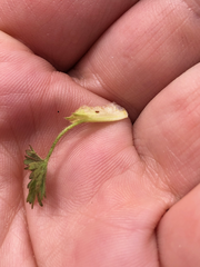Potentilla elegans