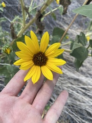 Helianthus annuus