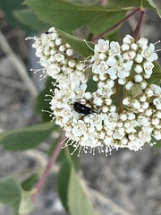 Spiraea betulifolia