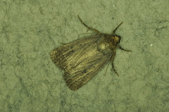 Amphipyra tragopoginis