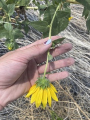 Helianthus annuus