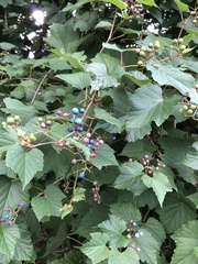 Ampelopsis