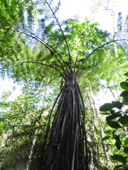 Sphaeropteris