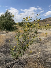 Helianthus annuus