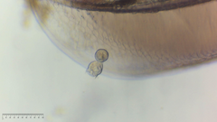Sessilida