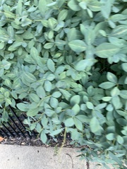 Impatiens pallida