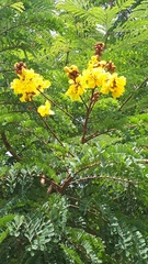 Peltophorum