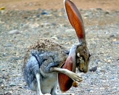 Lepus alleni