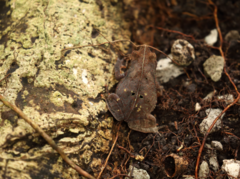 Rhinella alata