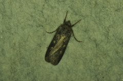 Actebia fennica