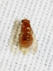 Lauxaniidae