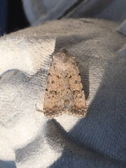 Caradrina montana