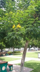 Peltophorum