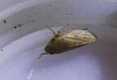 Aphrodes