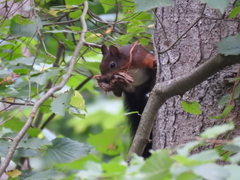 Sciurus vulgaris