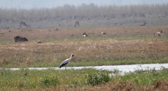 Mycteria ibis