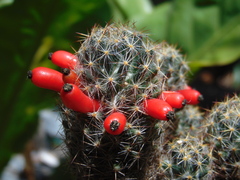 Mammillaria prolifera
