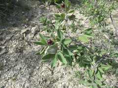 Karwinskia humboldtiana