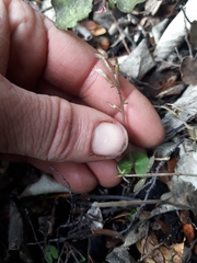 Acianthus sinclairii