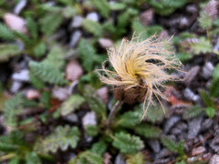 Dryas ajanensis