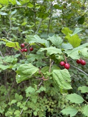 Viburnum opulus