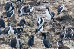 Leucocarbo chalconotus