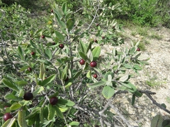 Karwinskia humboldtiana
