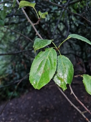 Malus sylvestris