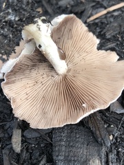 Candolleomyces candolleanus