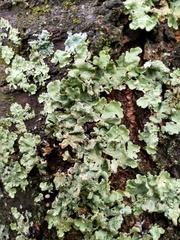 Flavoparmelia caperata