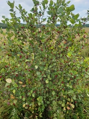 Crataegus chrysocarpa chrysocarpa
