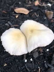 Candolleomyces candolleanus