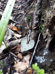 Acianthus sinclairii