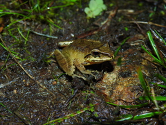 Pristimantis w-nigrum