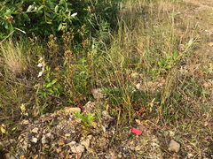 Potentilla litoralis