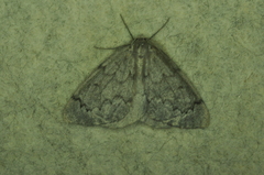 Nepytia pellucidaria