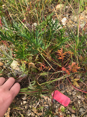 Potentilla litoralis